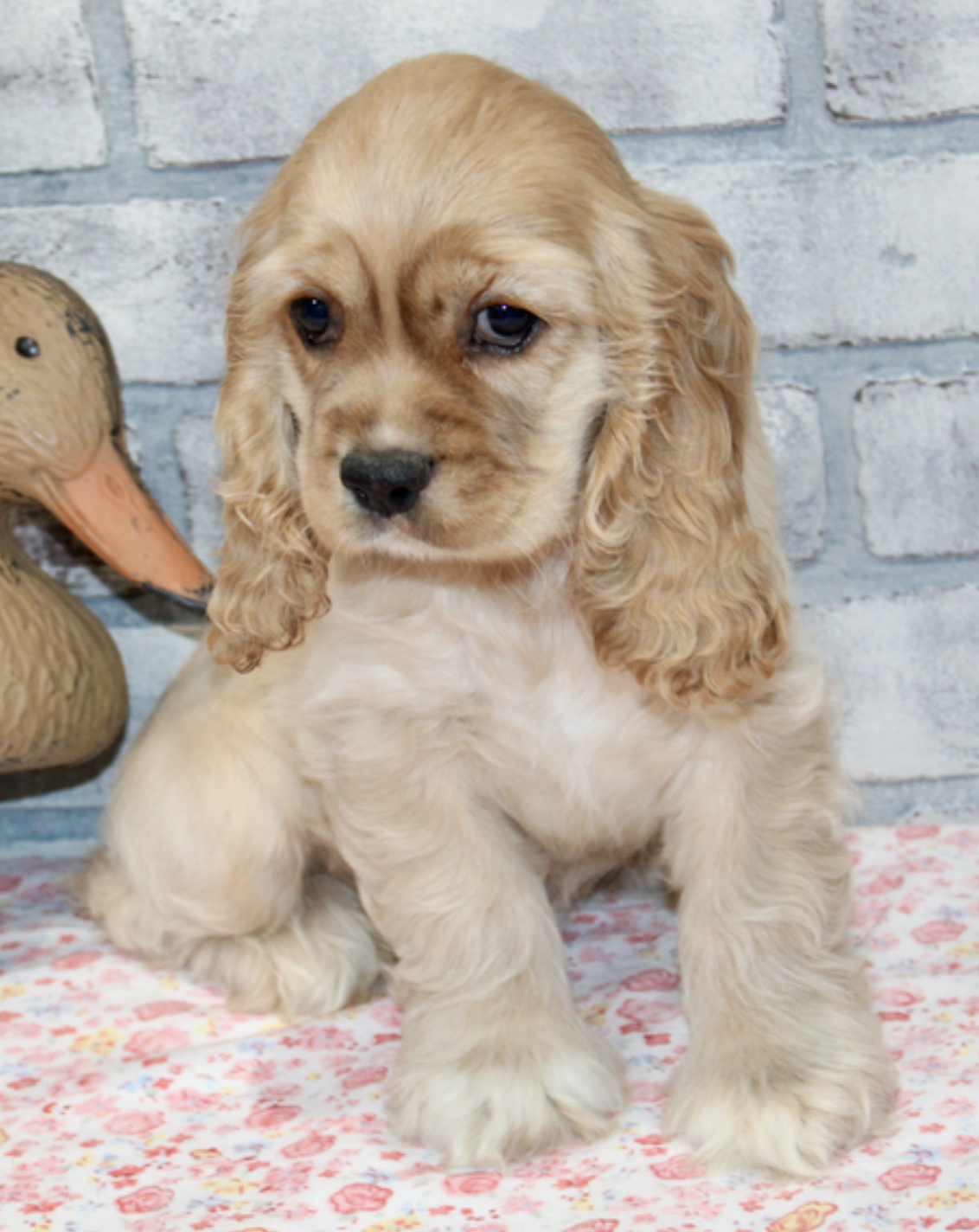 comprar cachorros sanos, baratos y asequibles para la venta